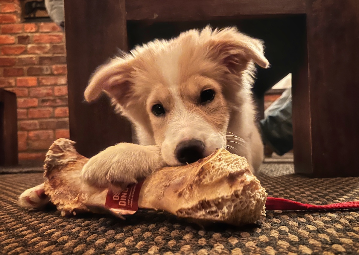 Border collie puppy enrichment