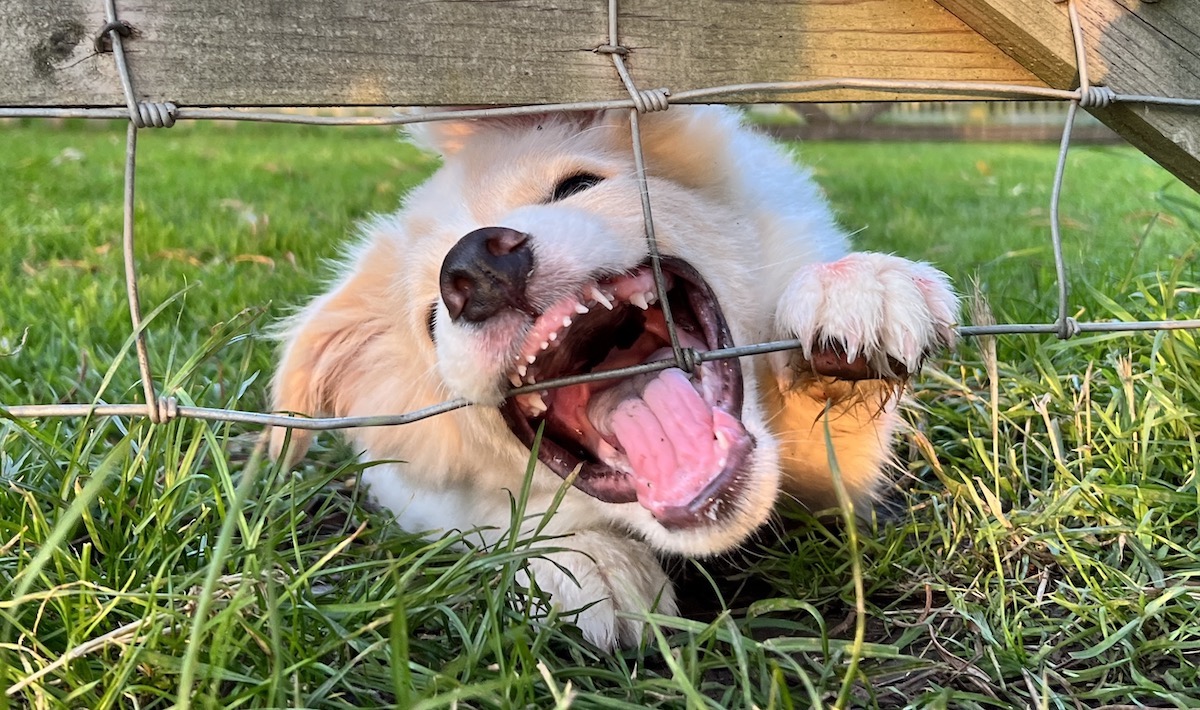 Needle-like border collie teeth!