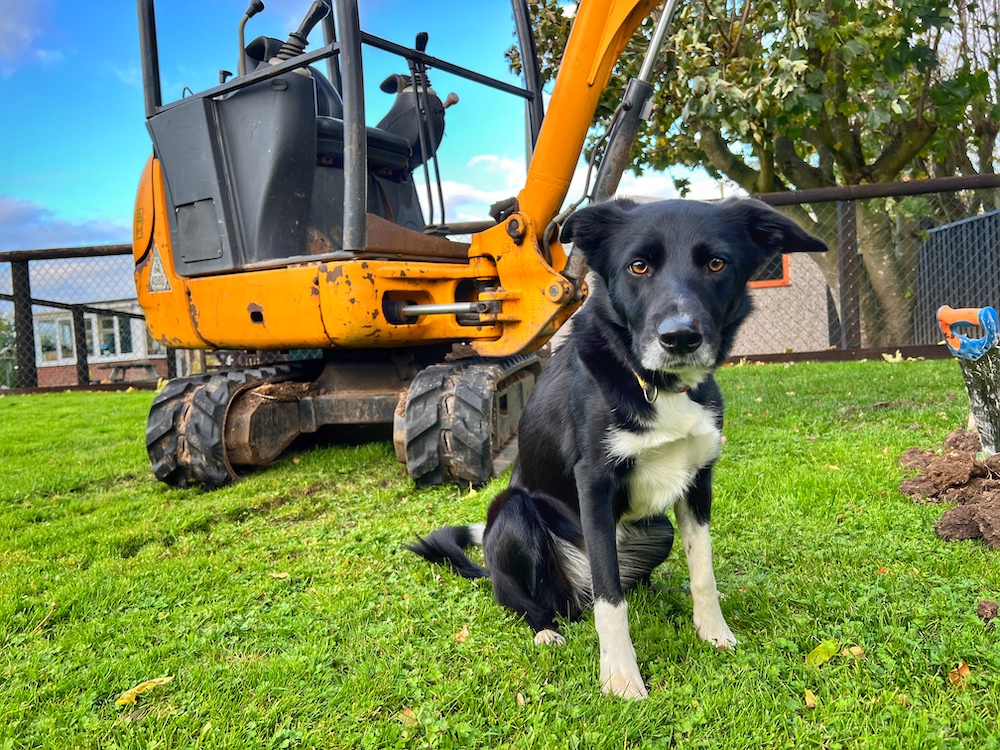 trigger stacking - managing border collie arousal