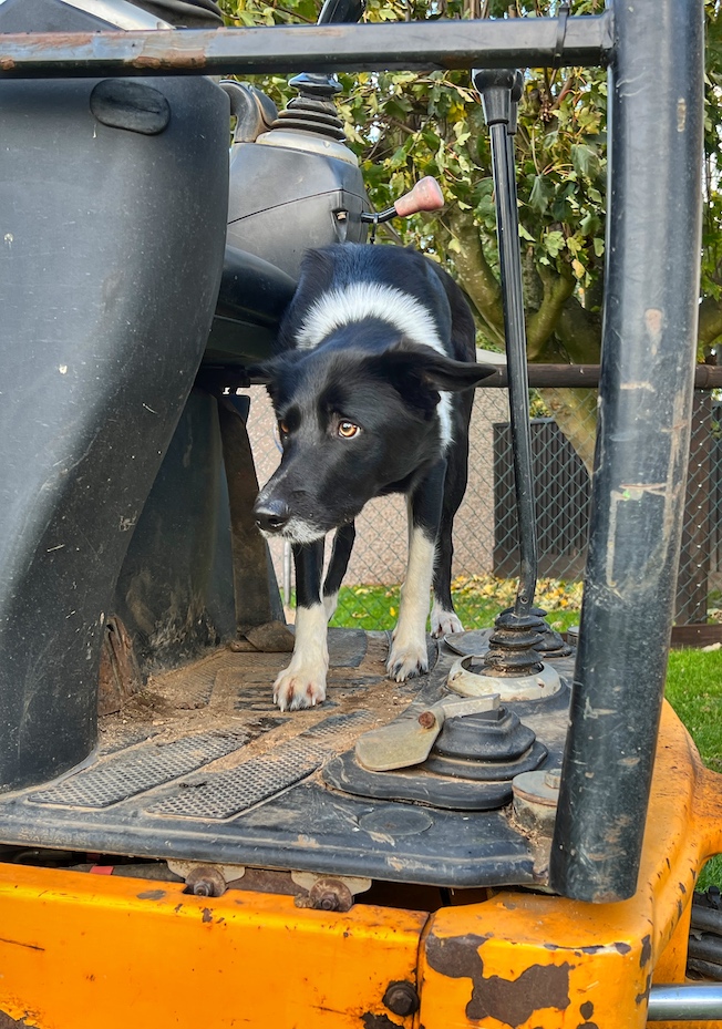 Trigger stacking - managing border collie arousal