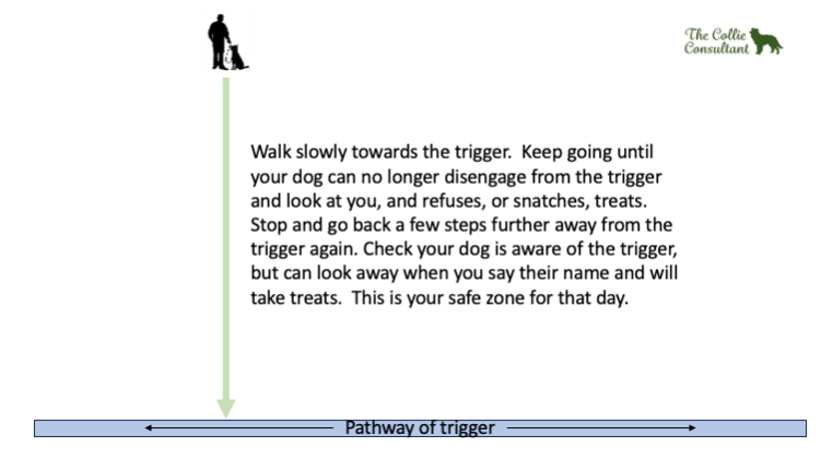 Where to stand to help change aggressive behaviour in border collies