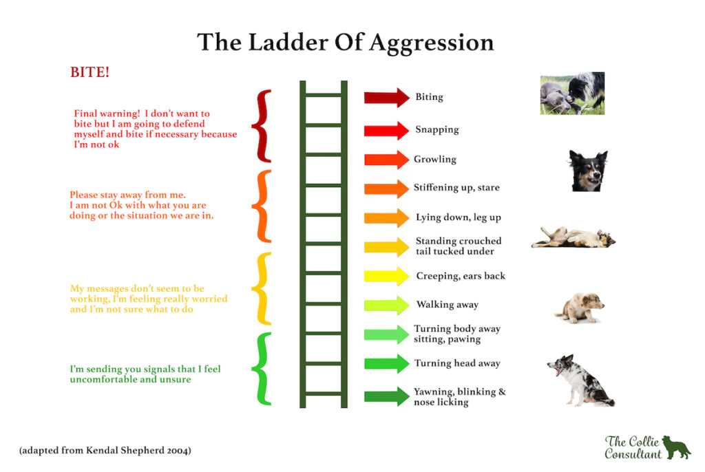 Border collie ladder of aggression