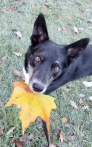 border collie guarding behaviour