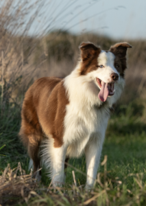 border collie guarding behaviour