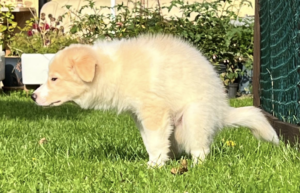 collie puppy house training