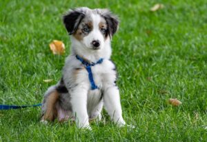 border collie guarding behaviour