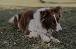 border collie guarding behaviour