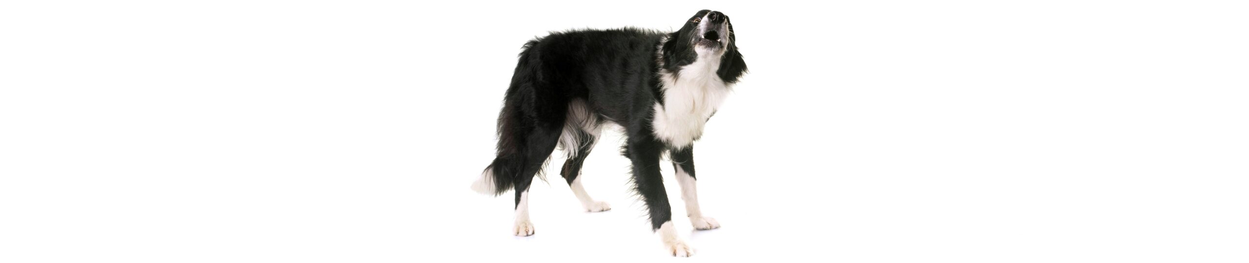 border collie barking