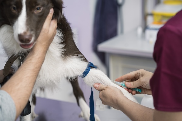 Veterinary treatment risks