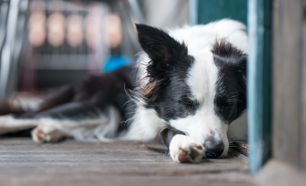 Border collie relaxing