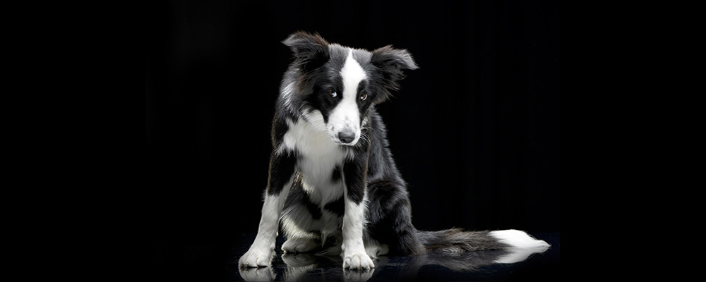 anti anxiety meds for dogs - border collies