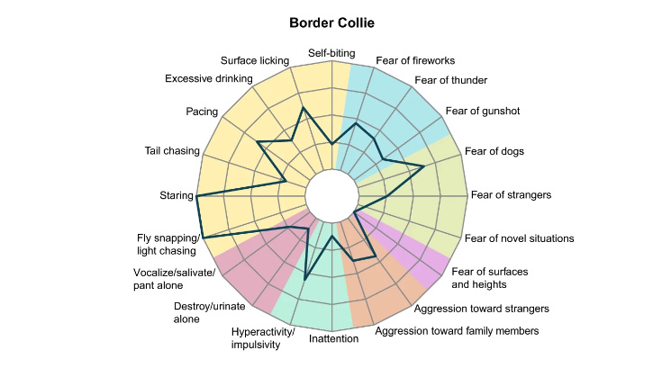 Repetitive behaviours in border collies