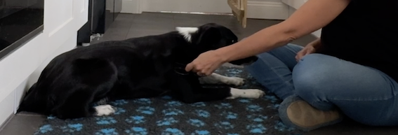 cooperative care for border collies