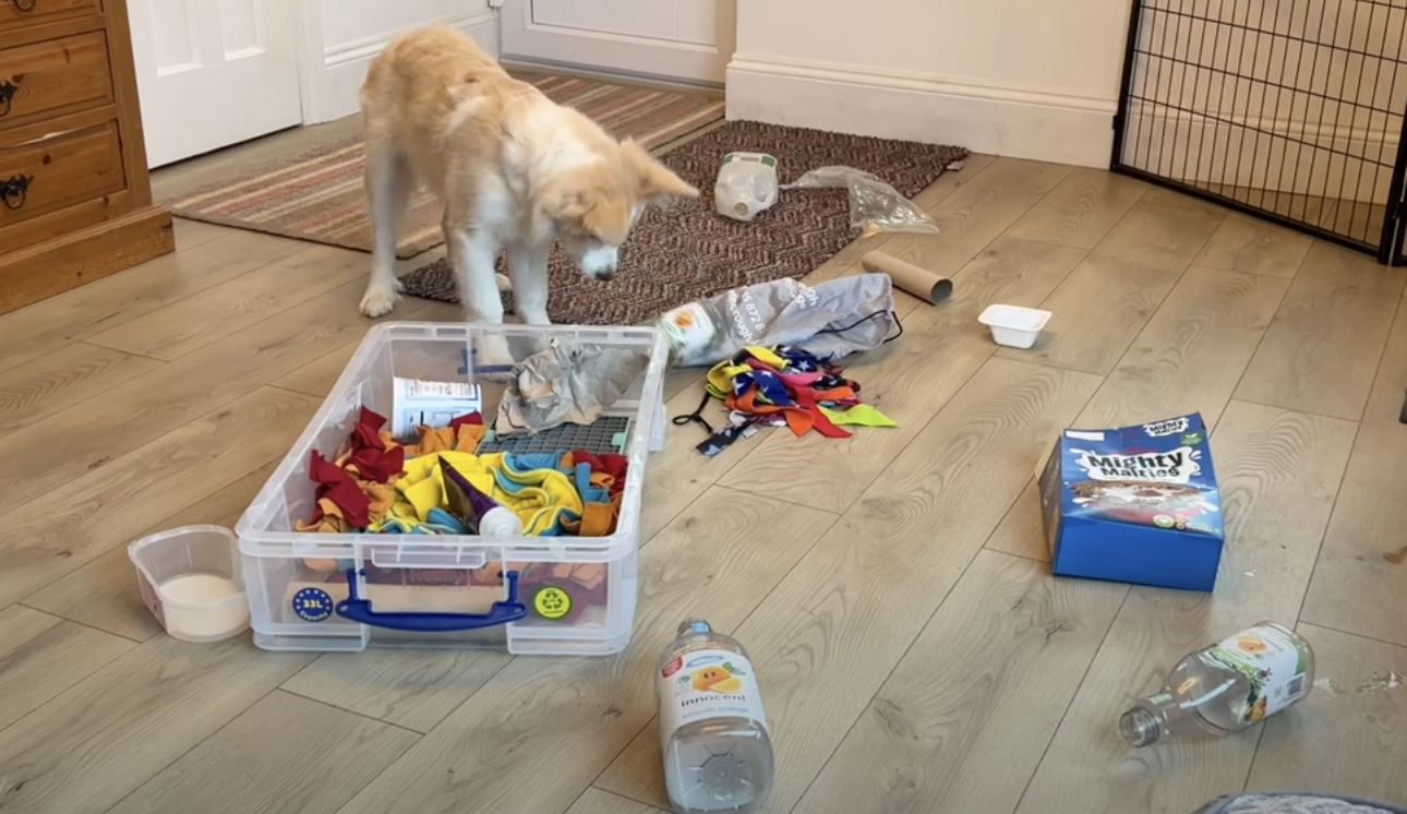 border collie repetitive behaviour - enrichment