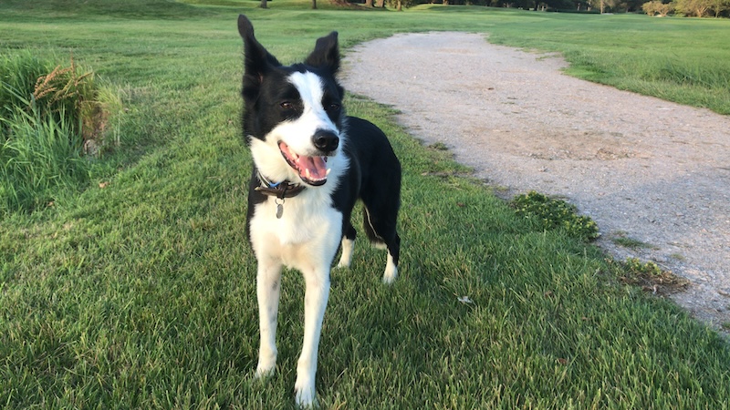 border collie in pain