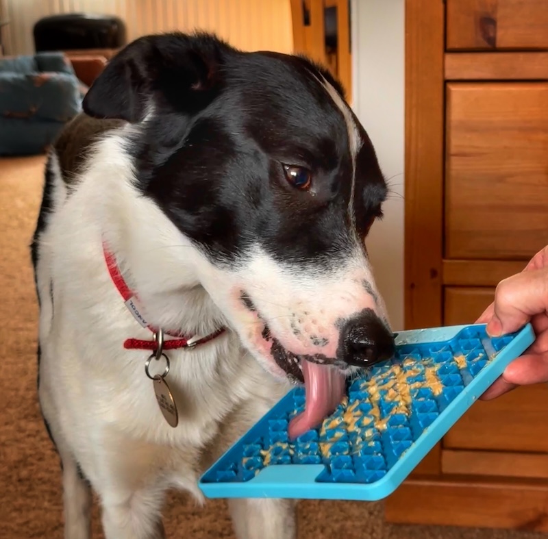 border collie in pain