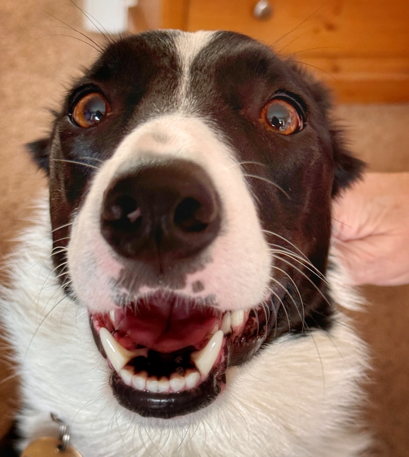 Border collie in pain