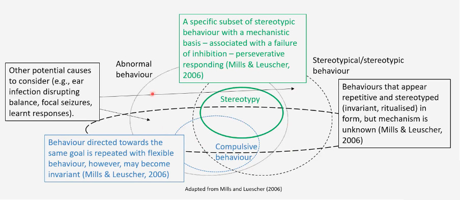 Repetitive behaviour in border collies