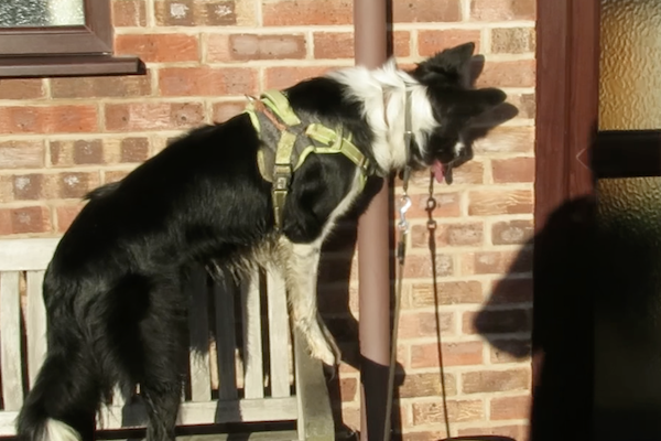 Repetitive behaviour in border collies