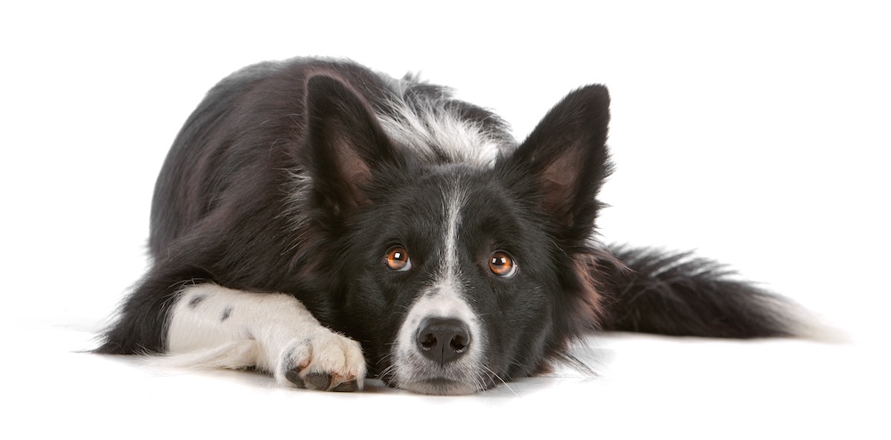 Border collie ear morphology