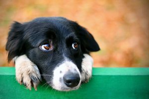 Border collie sound fears due to lack of habituation to sounds