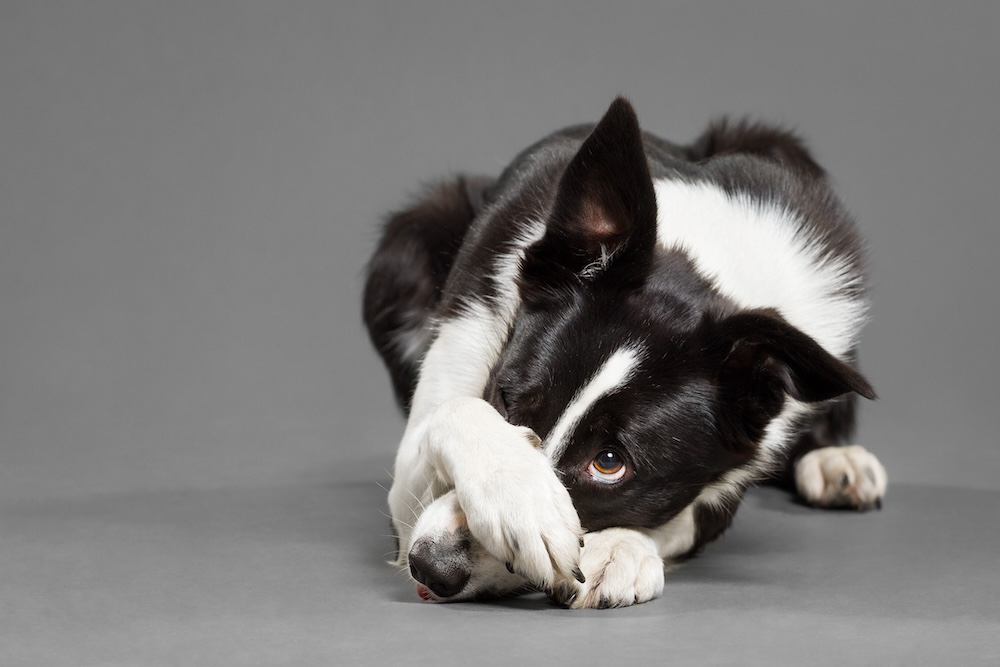 Sound sensitive border collie