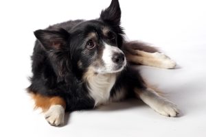 Elderly border collie with sound sensitivity