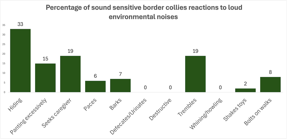 Border collie reactions to loud noises