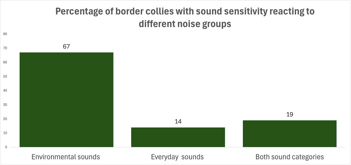 Sound senstivity in border collies