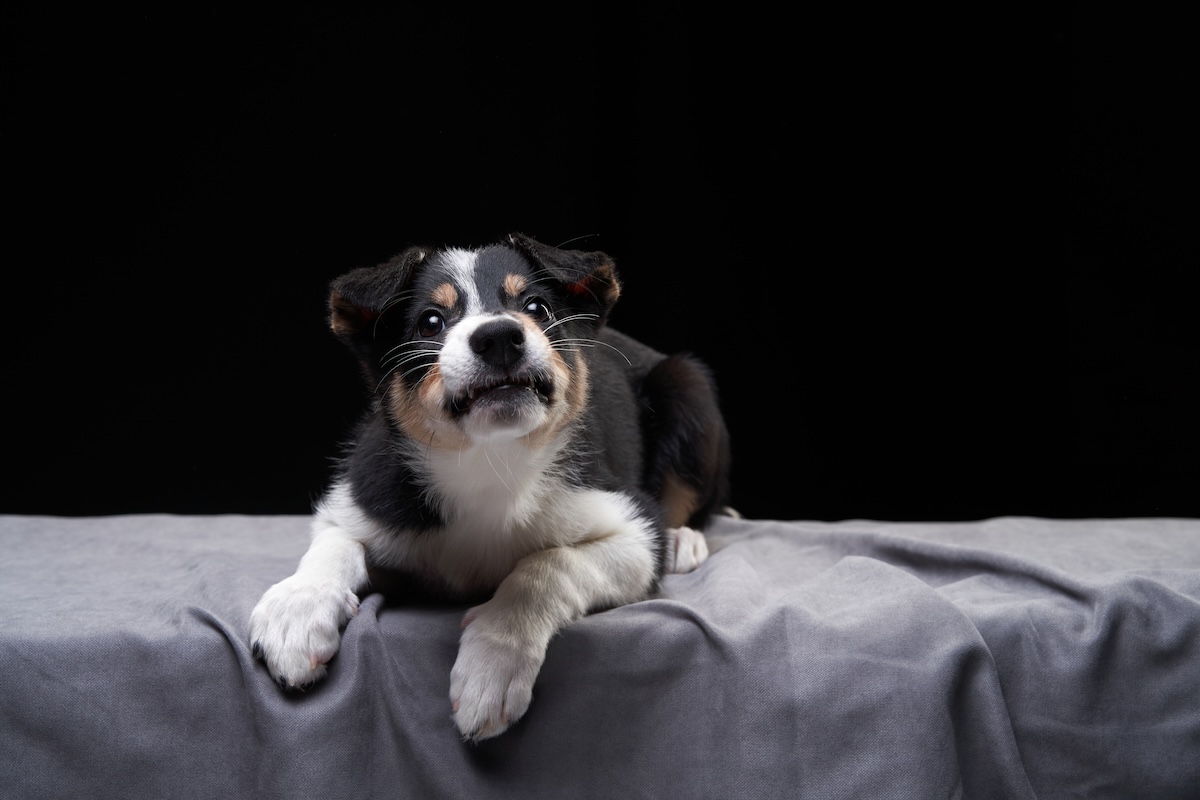 border collie reactivity