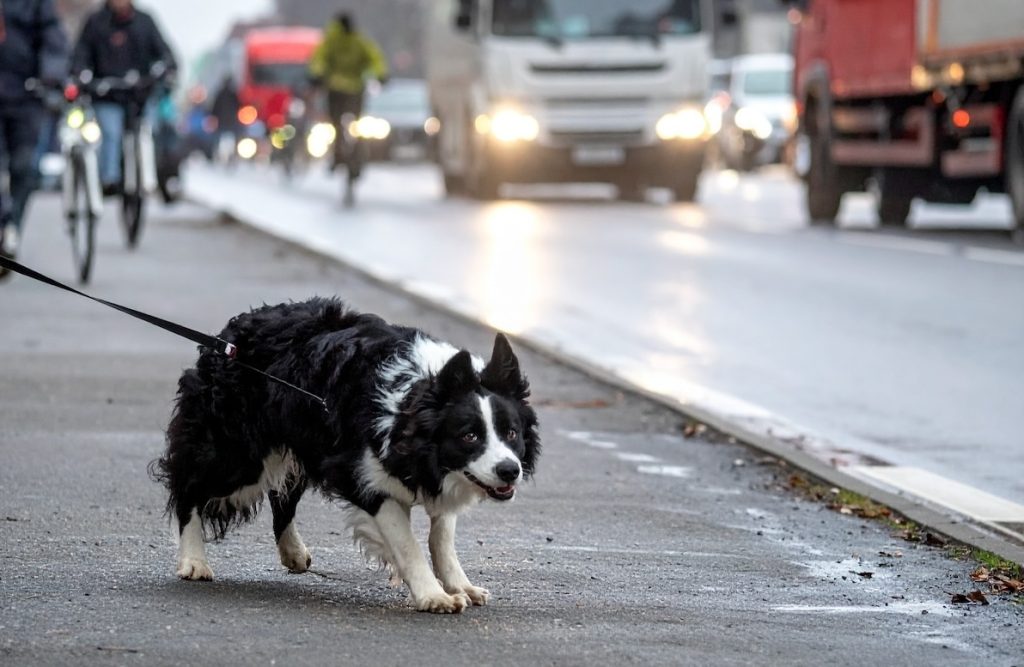 Collie traffic chasing