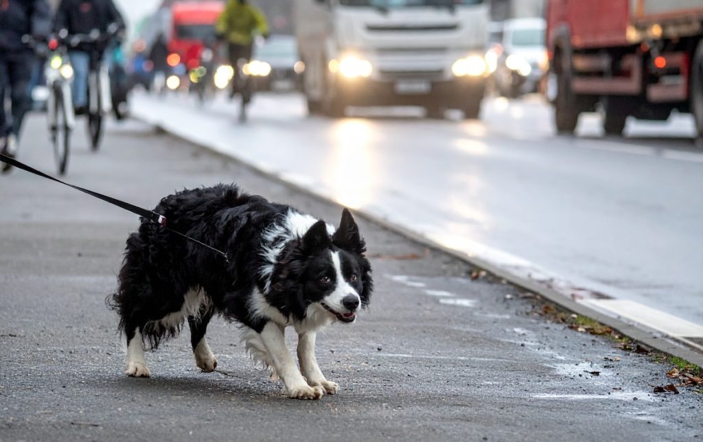 collie traffic chasing
