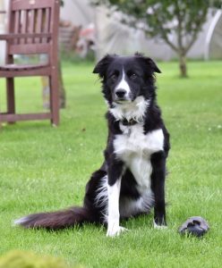 border collie reactivity - Esther