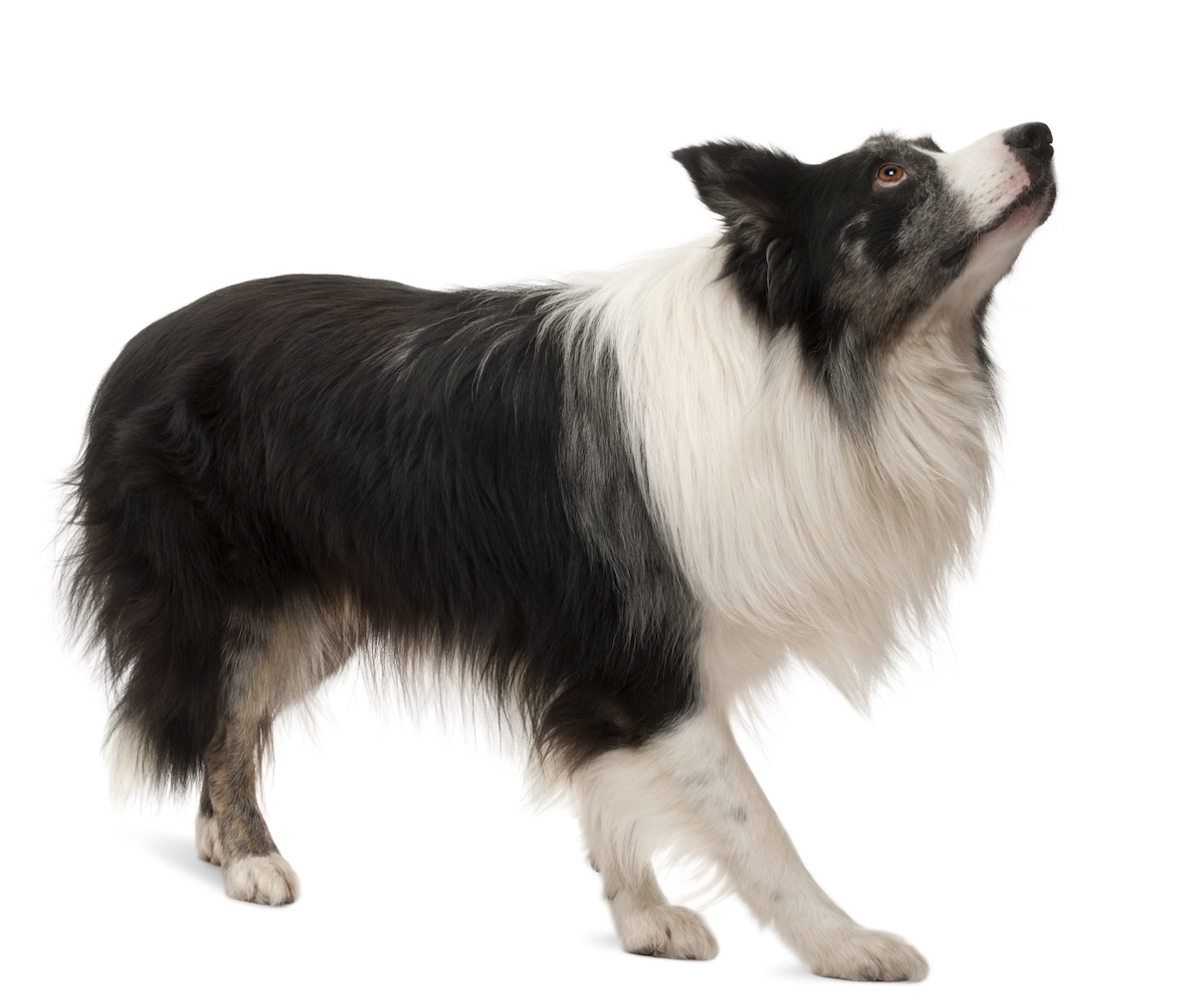 anxious collie