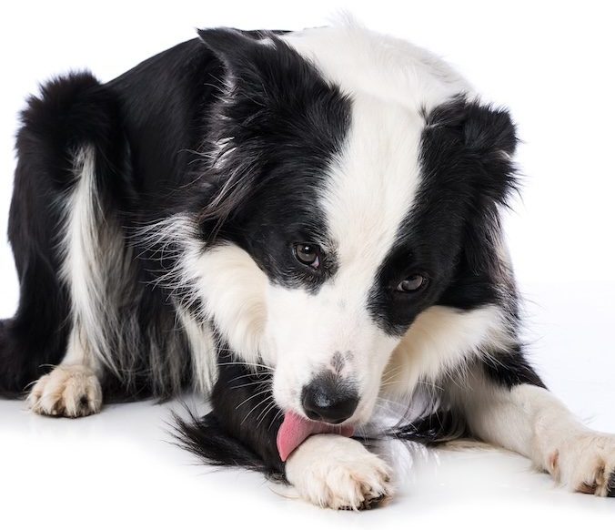 Border collie repetitively licking body parts