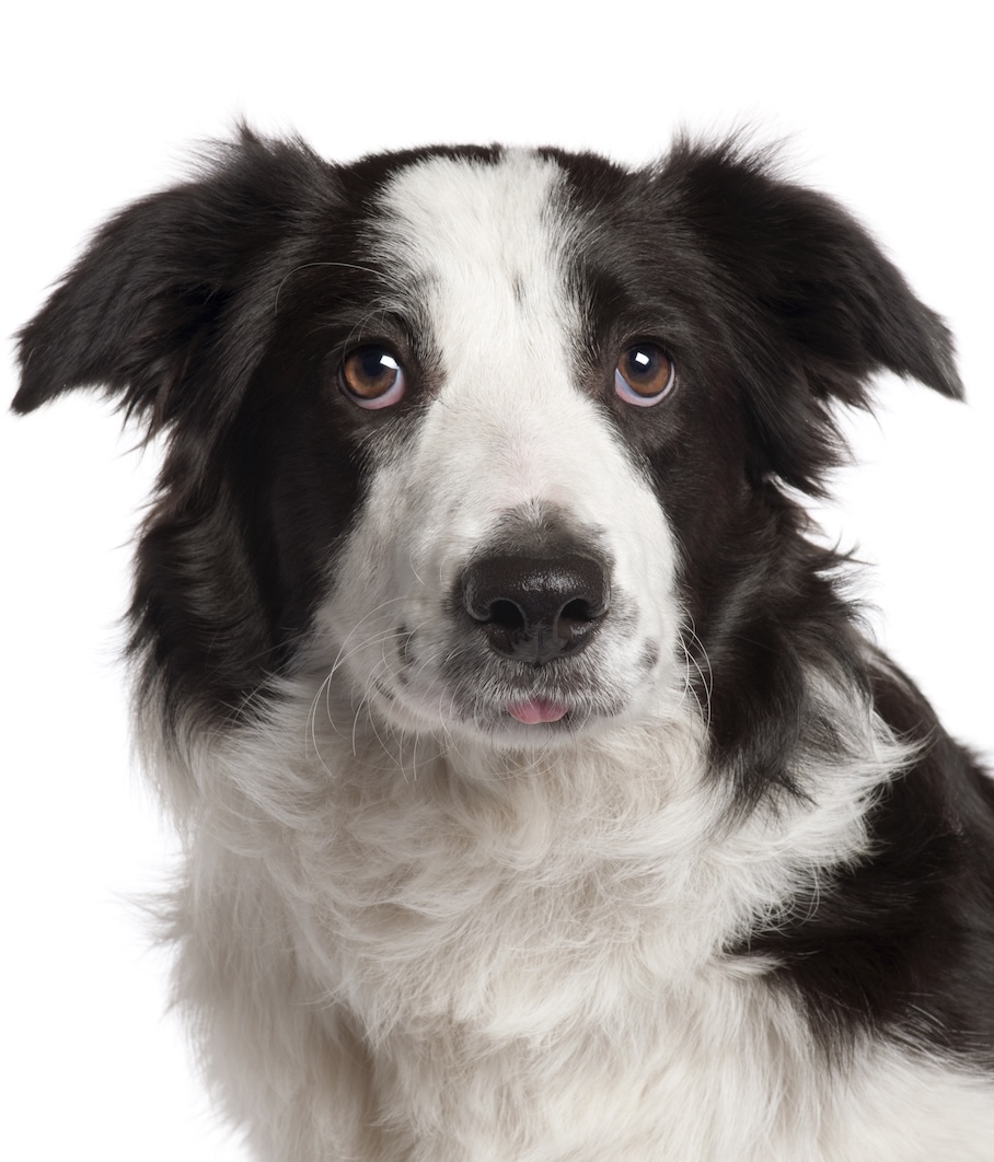 anxious collies