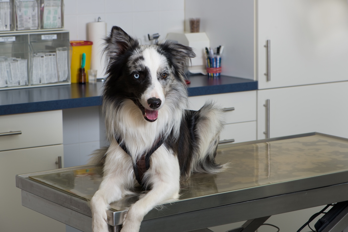 vet checks for your collie