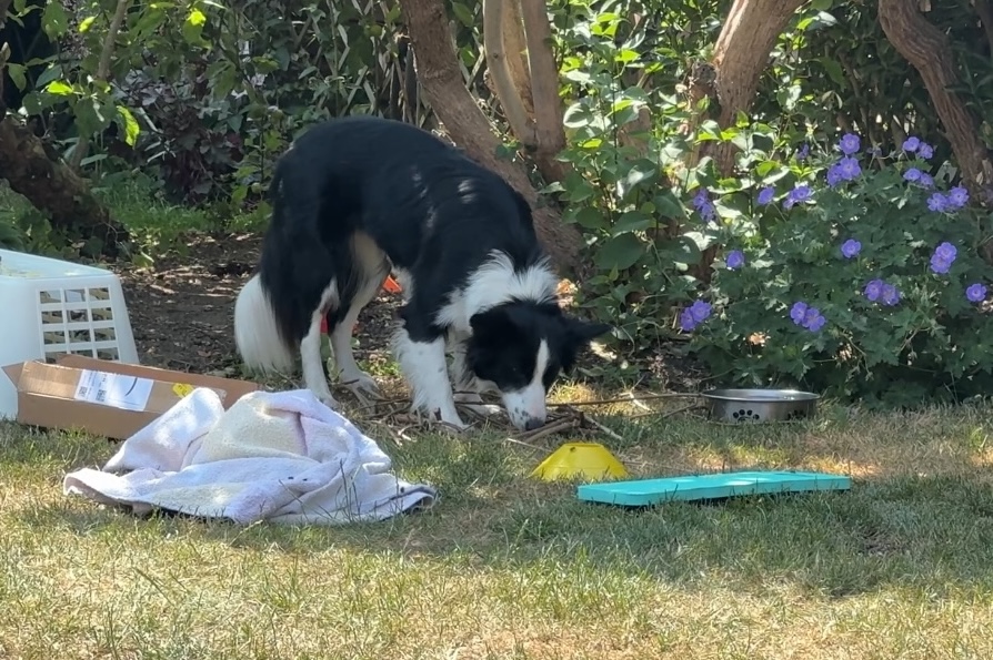 anxious collies