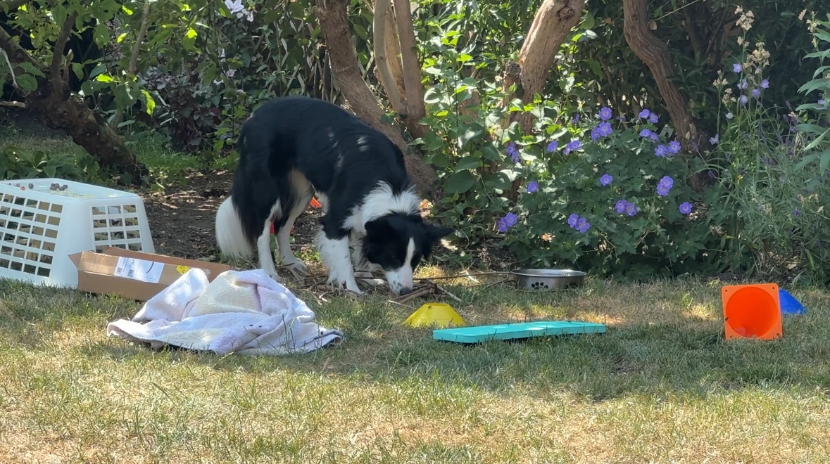 Free work for anxious collies