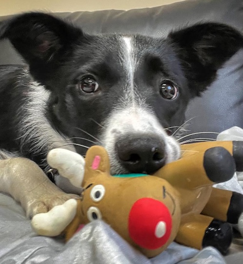 Pip - collie consultant customer