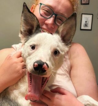 border collie puppy training customers