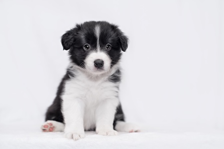 Border collie puppy training