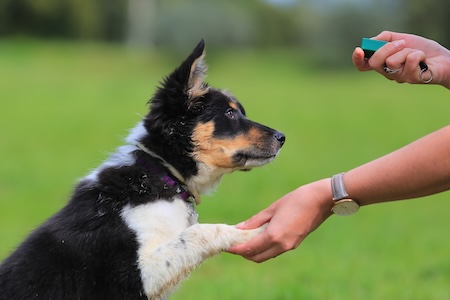 Border collie puppy training