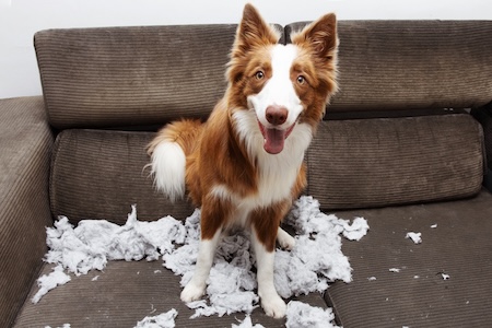 Border collie behaviour consultation