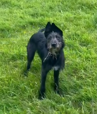 Pip - collie consultant customer