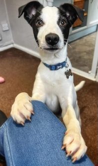 Pip - collie consultant customer