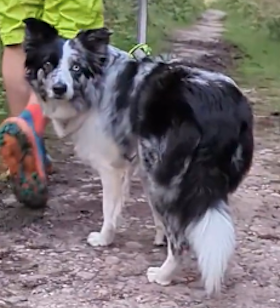 Pip - collie consultant customer