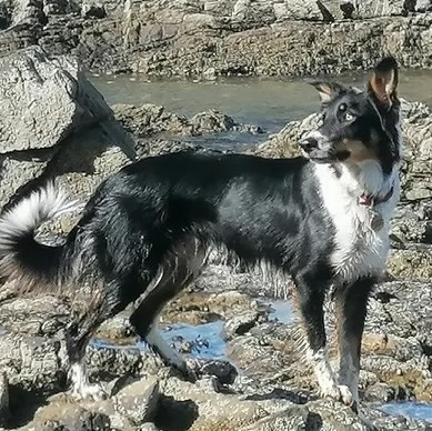Pip - collie consultant customer