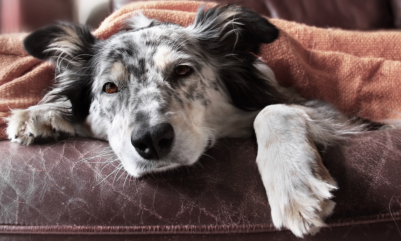 how can pain cause behaviour problems in dogs