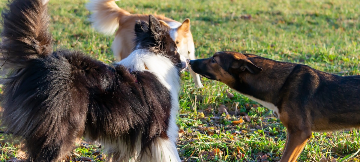 Entire male dog aggression